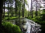 Najkrótsza droga do grodziska (od strony jeziora Wielkiego) była zarośnięta i podmokła, praktycznie nie do przejścia.