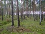 Okolice Borowego Młyna. Miejscami wyraźnie widoczne były okopy.