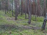Okolice Borowego Młyna. Miejscami wyraźnie widoczne były okopy.