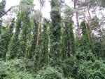 Tak ukazał nam się niesamowity widok drzew obrośniętych bluszczem.