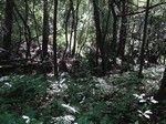 Cofnęliśmy się i skręciliśmy w prawo, w młodniak, w którym natknęliśmy się na "zęby smoka"...