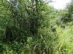 Potem jakiś czas przedzieraliśmy się przez chaszcze, kłujące krzewy.