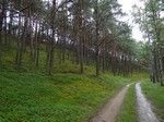 Puszcza Notecka: wędrowaliśmy pomiędzy sporymi pagórkami porośniętymi wysokim sosnowym lasem.