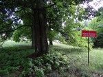 Grupa pomnikowych drzew przy lesniczówce Żmijowiec.