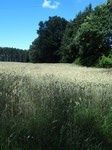 Polnymi drogami wędrowaliśmy do Chalinia.