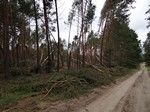 Im bardziej zbliżaliśmy się do Piłki, tym więcej mijaliśmy wiatrołomów.