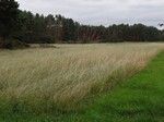 Wiatrołomy koło Piłki.