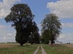 Do Stajkowa wchodziliśmy długą kasztanową aleją.