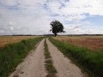 Szlak biegł malowniczą polną drogą...