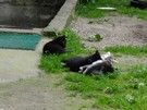 Było przed 13-nastą, usiedliśmy pod sklepem w Sutnie i czekaliśmy spragnieni na powrót pani sklepowej. Czas nam umilały baraszkujące kocięta.