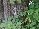 ... i położony w zakolu rzeki Wajków do Mielnika.