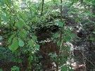 Trzeba było nieźle się przedzierać do ukrytego w krzakach kolejnego bunkra nr 13 „Blestiaszczyj”.