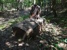 W pobliżu bunkra nr 12 trafiliśmy na miejsce pochówku rodzin żydowskich: Monczerów i Cukiertów, ukrywających się w jednym z bunkrów, rozstrzelanych przez hitlerowców w 1943 roku.