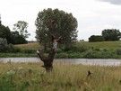 Dalej szlak wiódł łąkami wzdłuż Bugu.