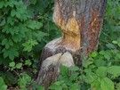 Później szlak oddalił się od głównego nurtu rzeki, szliśmy duktem wzdłuż starorzecza.