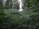 Gródek. W dzikiej nieużywanej części ośrodka znaleźliśmy fosę - jest nawet dobrze widoczna...