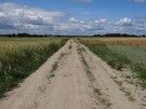 W Tchórznicy Szlacheckiej skręciliśmy w gruntową drogę na Grodzisk.