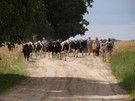Godzinę później doszliśmy do Grodziska.