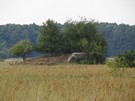 Znajdujcy si na granicy Lubca dwustronny tradytor nr 15. 08.08.2015