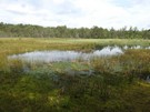 Uroczysko „wite ugi”. 16.06.2017