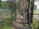 Uroczysko „wite ugi”. Po ok. 200 m szersza cieka w stron wody, potem grobl i pomostami z powrotem na brzeg. 08.08.2015