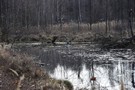 Zamo. Starorzecze Grabi. 19.03.2016
