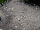 Sieradz. lady psich ap na stropie schronu nr 34. 07.06.2014