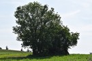 Glinno. Schron nr 46. 04.06.2016