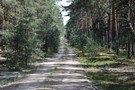 Las Kamionacz. Skrcamy w szerok len drog w lewo, ktr idziemy prosto ok. 2,5 km. 04.06.2016