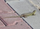 Po dojściu do pierwszych zabudowań... spotkaliśmy dinozaura.