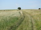 Malowniczą drogą pośród łąk poszliśmy w stronę Skorocic.