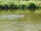 Nida w Wiślicy. Po krótkiej kąpieli „na leżąco” wróciliśmy na bazę.