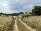 Dalej polami do Mękarzowic.