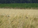 Stradów.