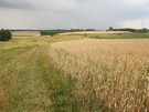 Dalej idąc pośród pól wypatrzyliśmy sarnę buszującą w zbożu.