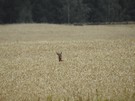 Dalej idąc pośród pól wypatrzyliśmy sarnę buszującą w zbożu.