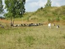 Na zboczu gór pasły się owce czarnogłówki, które będąc naturalnymi kosiarkami pomagają chronić murawy kserotermiczne.