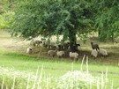 Na zboczu gór pasły się owce czarnogłówki, które będąc naturalnymi kosiarkami pomagają chronić murawy kserotermiczne.