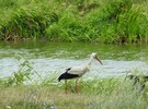 Mokrsko Górne.