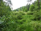 Puszcza Jodłowa.