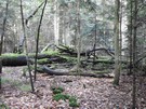 Puszcza Jodłowa.