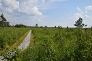 BPN. Szliśmy ścieżką dydaktyczną poprowadzoną drewnianymi pomostami wśród bezkresnych bagiennych łąk.
