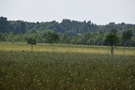 BPN. Szliśmy ścieżką dydaktyczną poprowadzoną drewnianymi pomostami wśród bezkresnych bagiennych łąk.