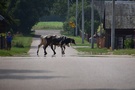 Weszliśmy do Kuderewszczyzny... na końcu drogę przeszło nam stado krów.