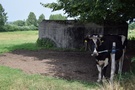 Podhorodnianka... drugi zaraz za wsią, przy samej drodze pilnowany przez krowę.
