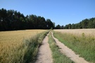 Szliśmy widokową drogą gruntową przez Tartak do Kundziczy.