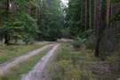 Dreptaliśmy dalej leśną drogą.