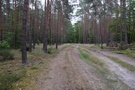 Dreptaliśmy dalej leśną drogą.