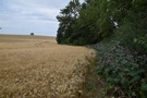 Dłuższy czas szliśmy granicą pola i pokrzyw...