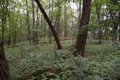 Grodzisko w Długiem. Nie ma tu tak okazałych wałów, jak na grodziskach w drugiej części urlopu.